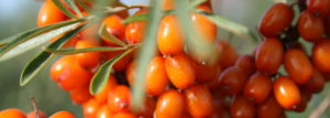 BSC Frozen Sea Buckthorn Berries